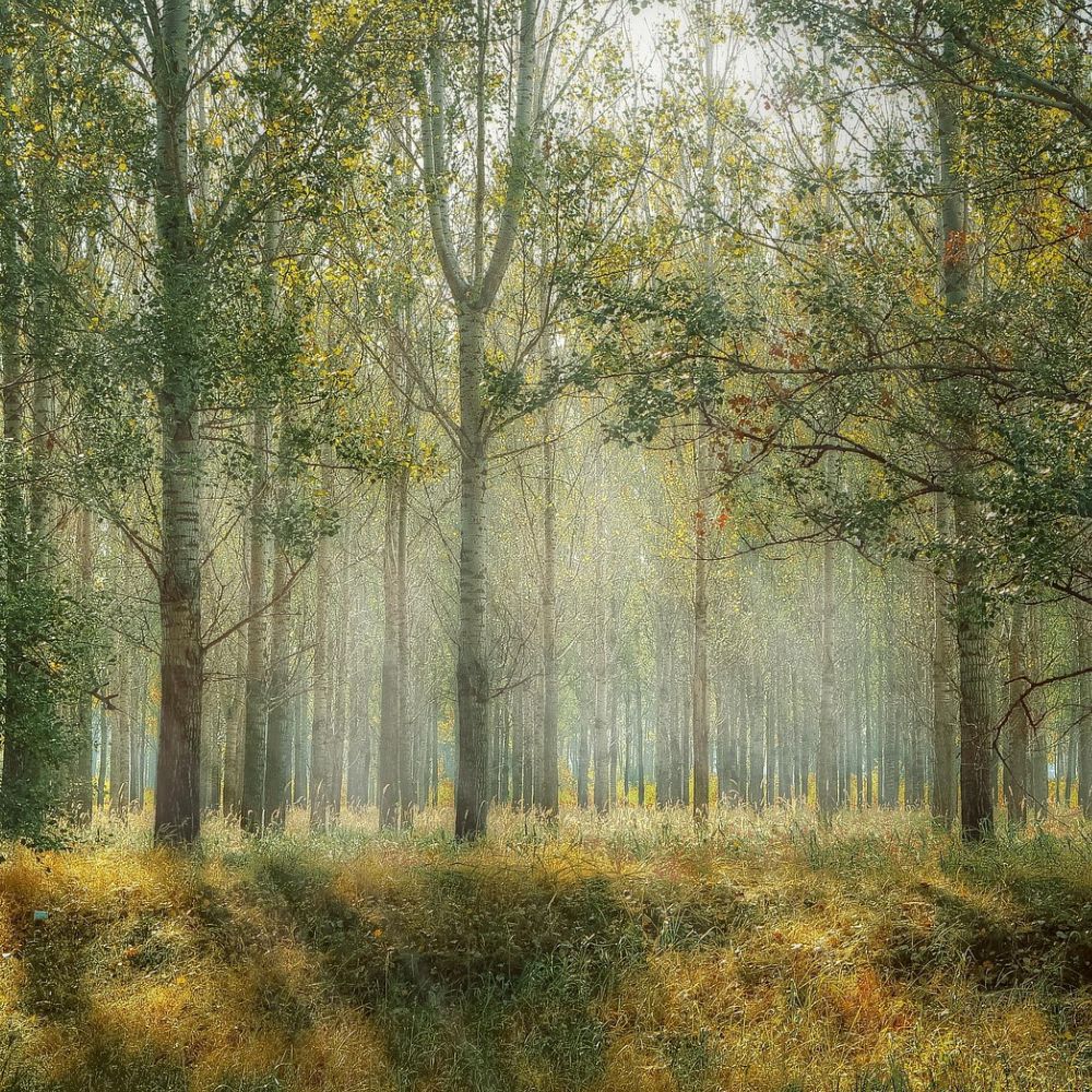 Peuplements forestiers
