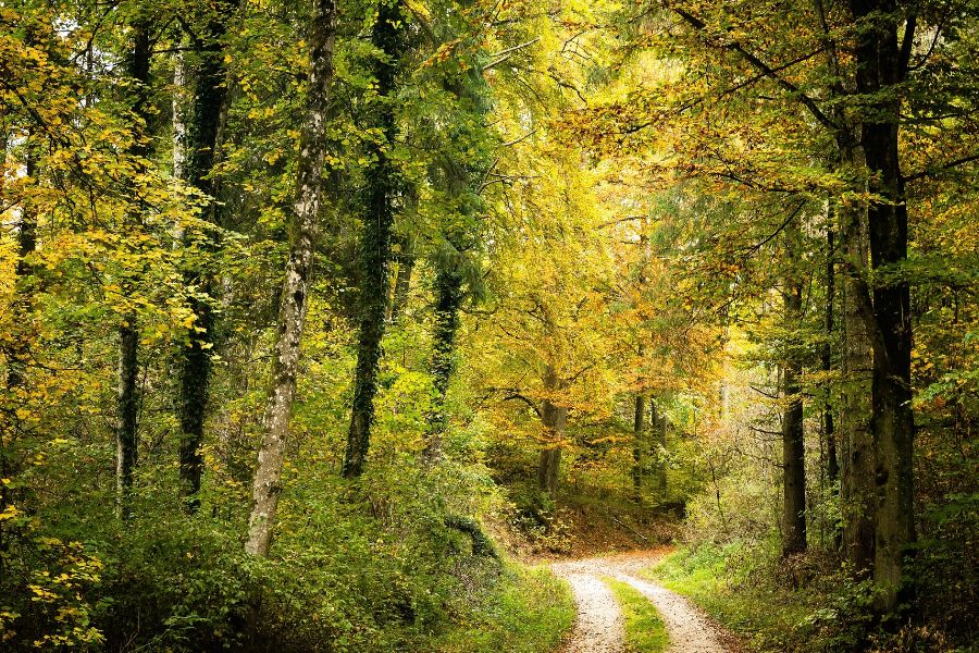 Peuplements forestiers et paysage boisé