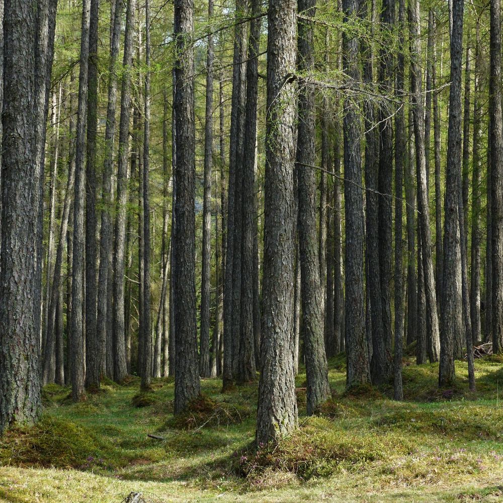 Capacité de séquestration forestier
