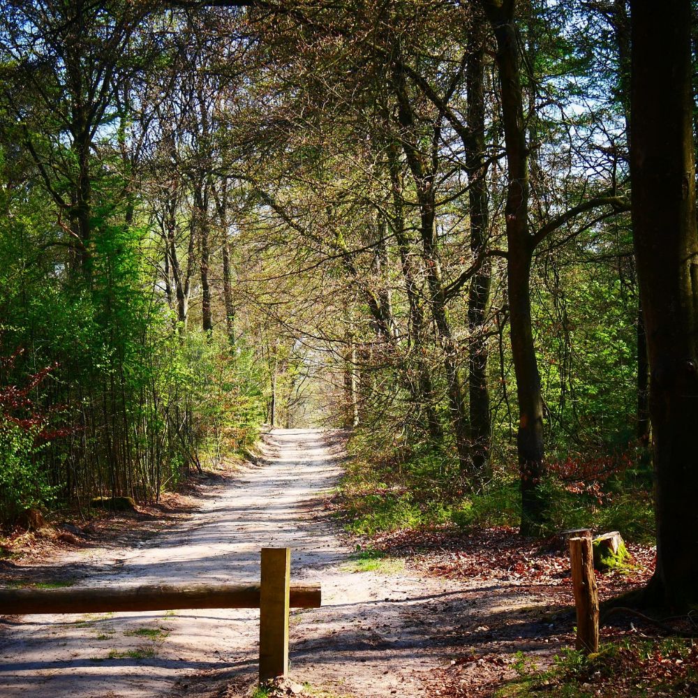 Structure du domaine forestier