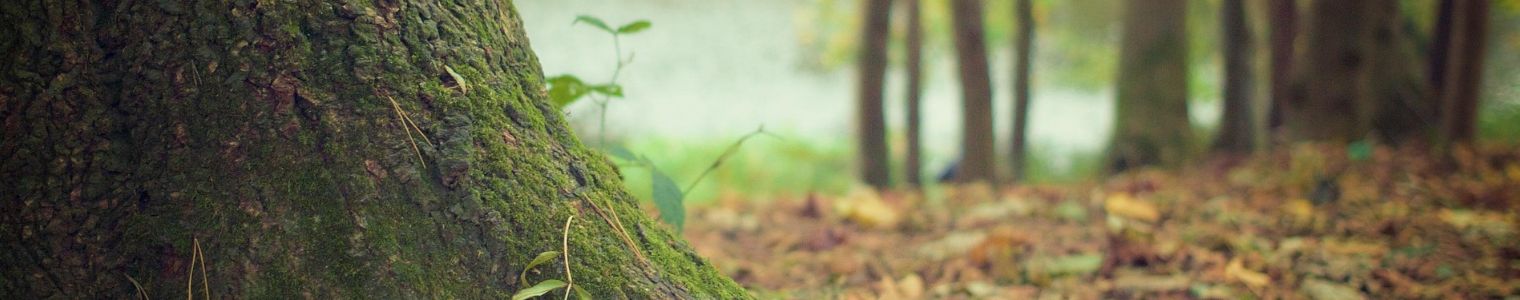Territoire, activité économique et trajectoire carbone